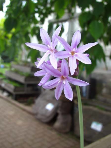 Variegated Society Garlic Pond Plant