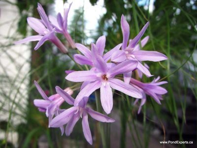 Variegated Society Garlic