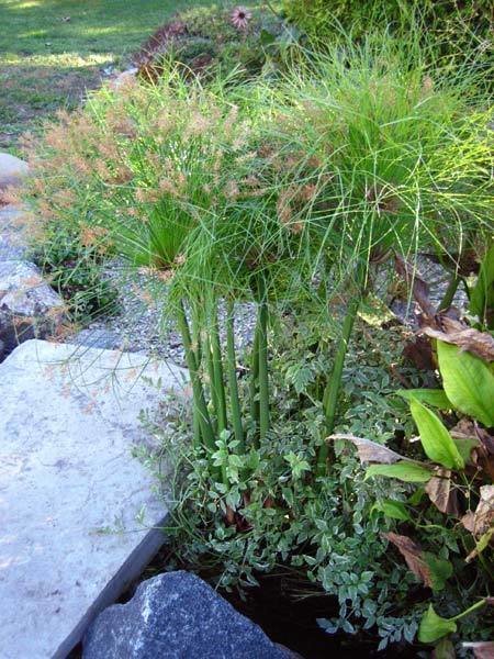 Little Giant Papyrus Pond Plant