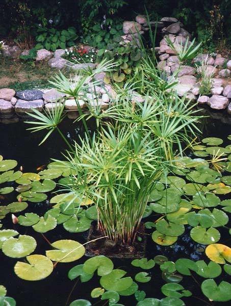 Umbrella Palm Pond Plant