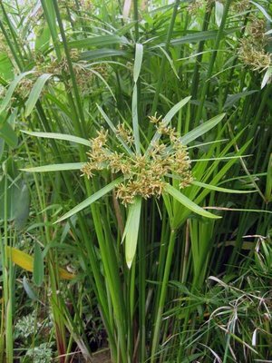 Umbrella Palm