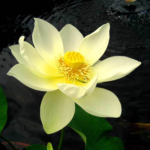 Lutea Pond Lotus