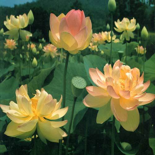 Mrs Perry Slocum Pond Lotus