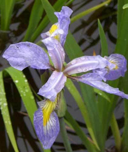 Pale Blue Iris Pond Plant