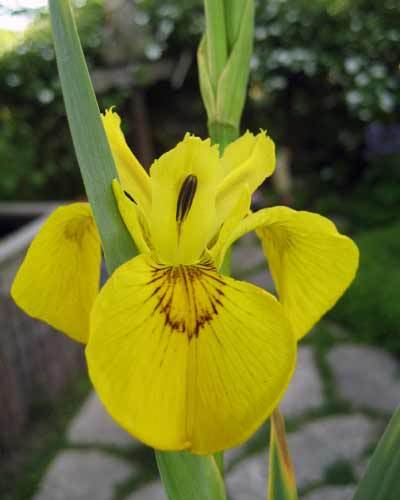Yellow Flag Iris Pond Plant