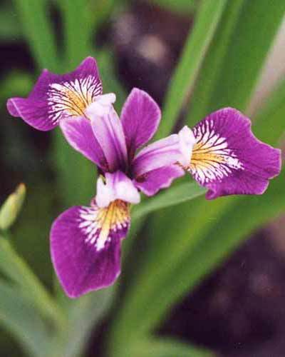 Blue Flag Iris Pond Plant