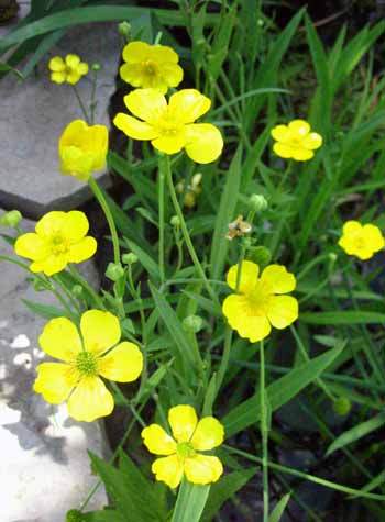 Greater Spearwort Pond Plant