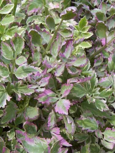 Variegated Water Celery Pond Plant