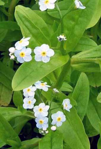 Water Forget-Me-Not Pond Plant