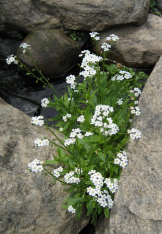 White Water Forget-Me-Not Pond Plant