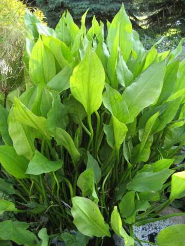 Water Plantain Pond Plant