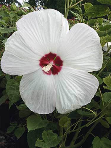 Dwarf White Rose Mallow Pond Plant