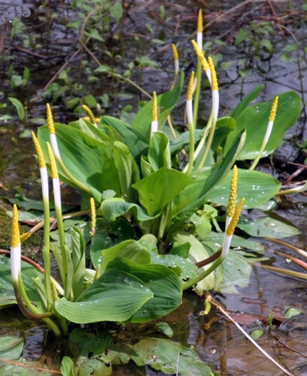 Golden Club Pond Plant