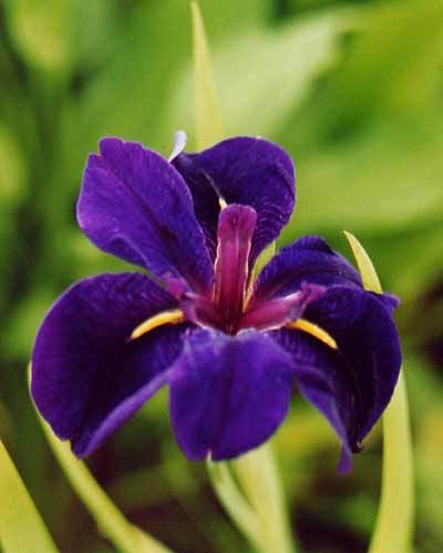Black Gamecock Iris Pond Plant