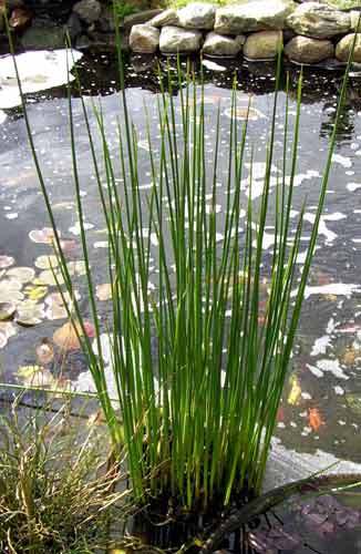 Soft Stem Rush Pond Plant