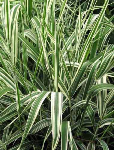 Variegated Ribbon Grass Pond Plant