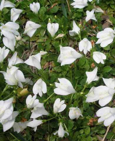 White Mazus Pond Plant