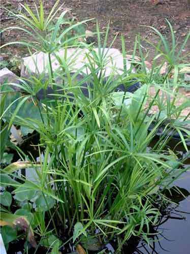 1 x Cyperus Alternifolius Umbrella Pond Marginal Plant House plant Halfbare 