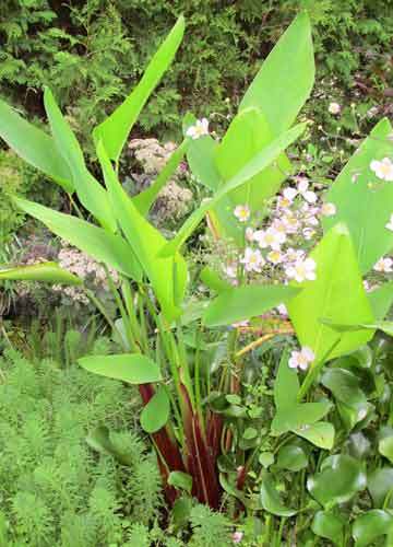 Red Stem Water Canna Pond Plant