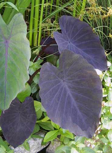 Black Magic Taro Pond Plant