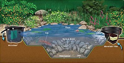 Aquascape Pond Ecosystem