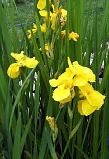 Double Yellow Flag Iris Pond Plant
