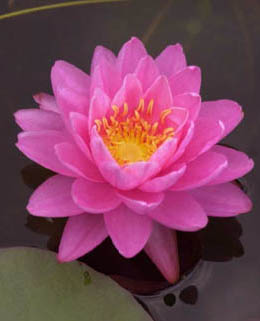 Perry's Fire Opal Hardy Pink Water Lily