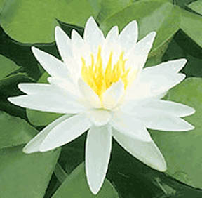 Virginalis Hardy White Water Lily