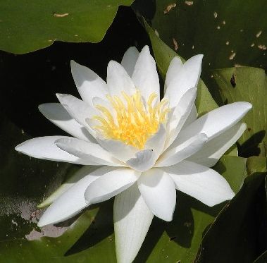 Albida Hardy White Water Lily