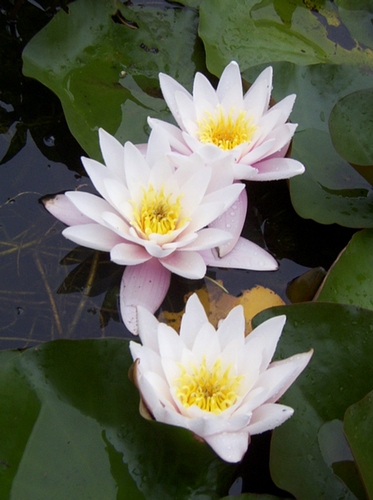 Carnea White / Pale Pink Hardy Water Lily