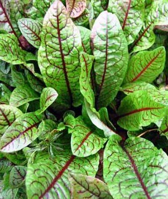 Bloodwort Pond Plant