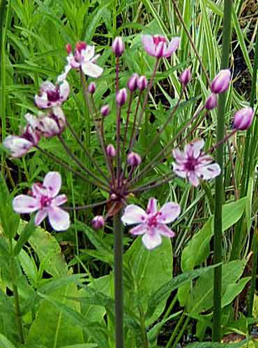Flowering Rush Pond Plant