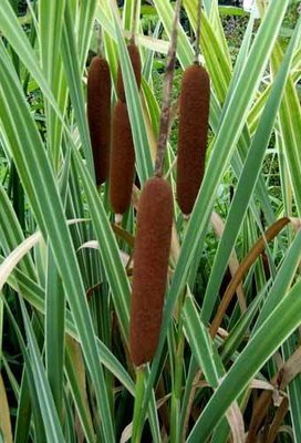 Variegated Cattail Pond Plant