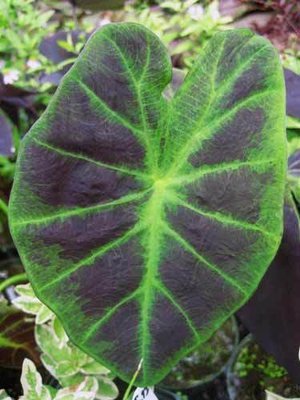 Imperial Taro Pond Plant