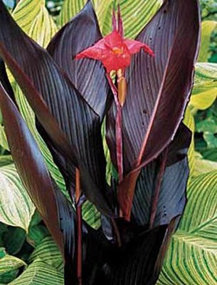 Canna Australia Pond Plant