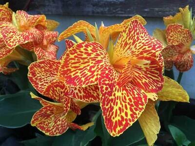 Canna Maui Punch Pond Plant