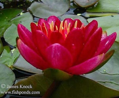 Burgundy Princess Hardy Red Water Lily