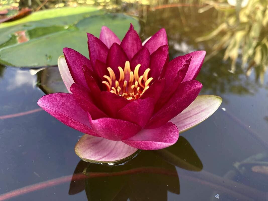 Attraction Hardy Red Water Lily