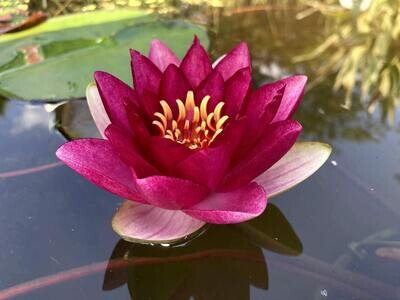 Attraction Hardy Red Water Lily