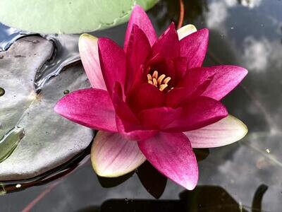 Attraction Hardy Red Water Lily