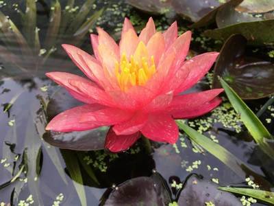 Wanvisa Hardy Peach Water Lily
