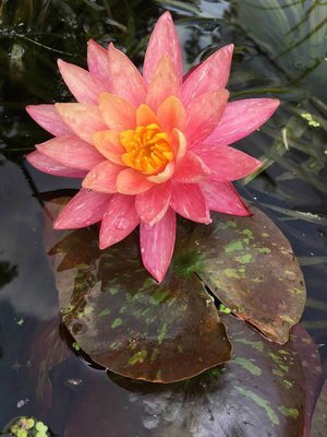 Wanvisa Hardy Peach Water Lily