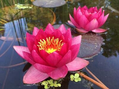 James Brydon Hardy Red Water Lily