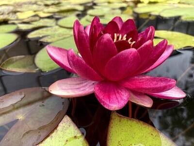Perry's Baby Red Hardy Red Water Lily