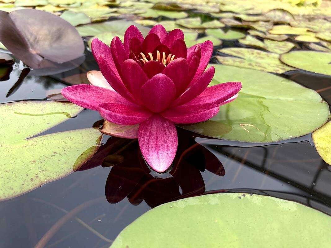 Perry's Baby Red Hardy Red Water Lily