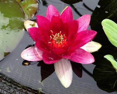 Red Laydeker Hardy Red Water Lily
