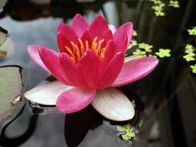 Red Laydeker Hardy Red Water Lily