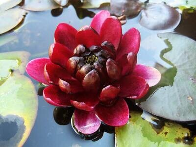 Black Princess Hardy Red Water Lily