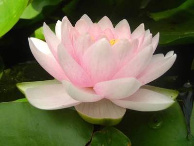 Darwin Hardy Pink Water Lily
