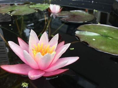 Pink Sensation Hardy Pink Water Lily